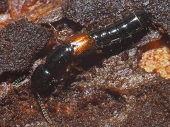 Nudobius lentus
