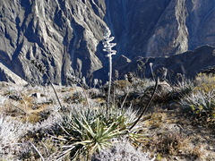 Puya densiflora