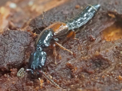 Nudobius lentus