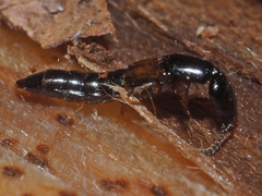 Nudobius lentus