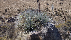 Puya densiflora