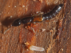 Nudobius lentus