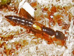 Nudobius lentus
