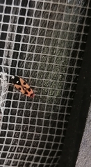 Horvathiolus delicatulus