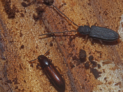 Uleiota planata