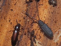 Uleiota planata