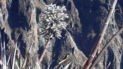 Oreotrochilus estella