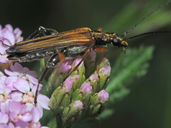 Oedemera podagrariae
