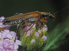 Oedemera podagrariae