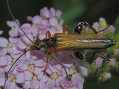Oedemera podagrariae