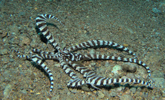 Wunderpus photogenicus