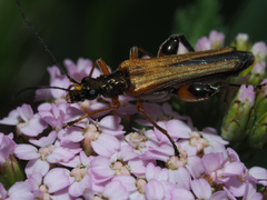 Oedemera podagrariae