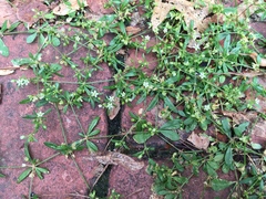 Mollugo verticillata