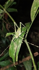 Phricta spinosa