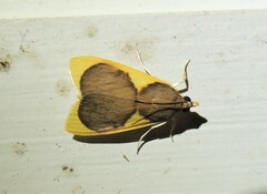 Prooedema inscisalis