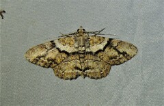 Cleora repetita