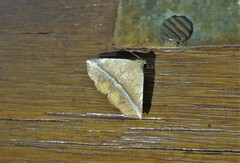 Eublemma crassiuscula