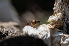 Mallota curvigaster