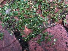 Mollugo verticillata