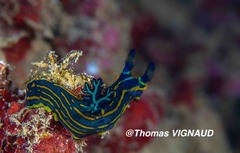 Tambja affinis