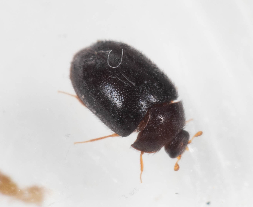 Orphinus