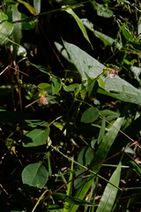 Oxalis barrelieri