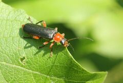 Cantharis pellucida