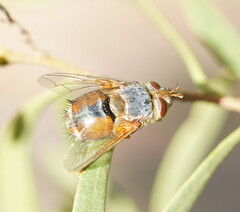 Microtropesa