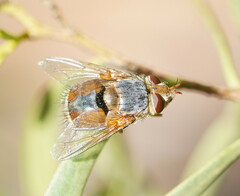 Microtropesa