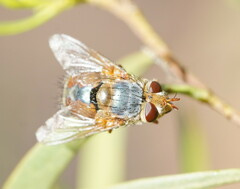 Microtropesa