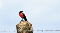 Leistes militaris