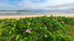 Ipomoea pes-caprae brasiliensis