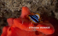 Chromodoris quadricolor