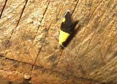 Oecophora bractella