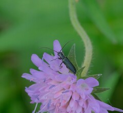 Anogcodes fulvicollis