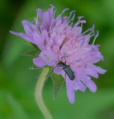 Anogcodes fulvicollis