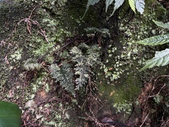 Hymenophyllum badium image