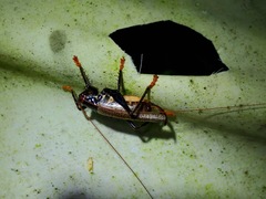 Capnogryllacris