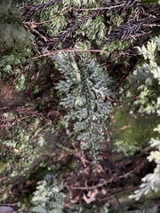 Hymenophyllum badium image