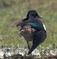 Sarkidiornis melanotos