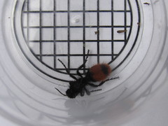 Dasymutilla clotho