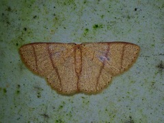 Apostegania rectilineata