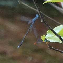 Lestes praemorsus