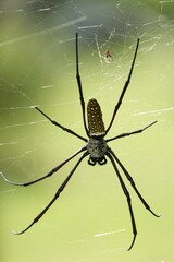 Trichonephila antipodiana
