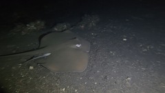 Pateobatis jenkinsii