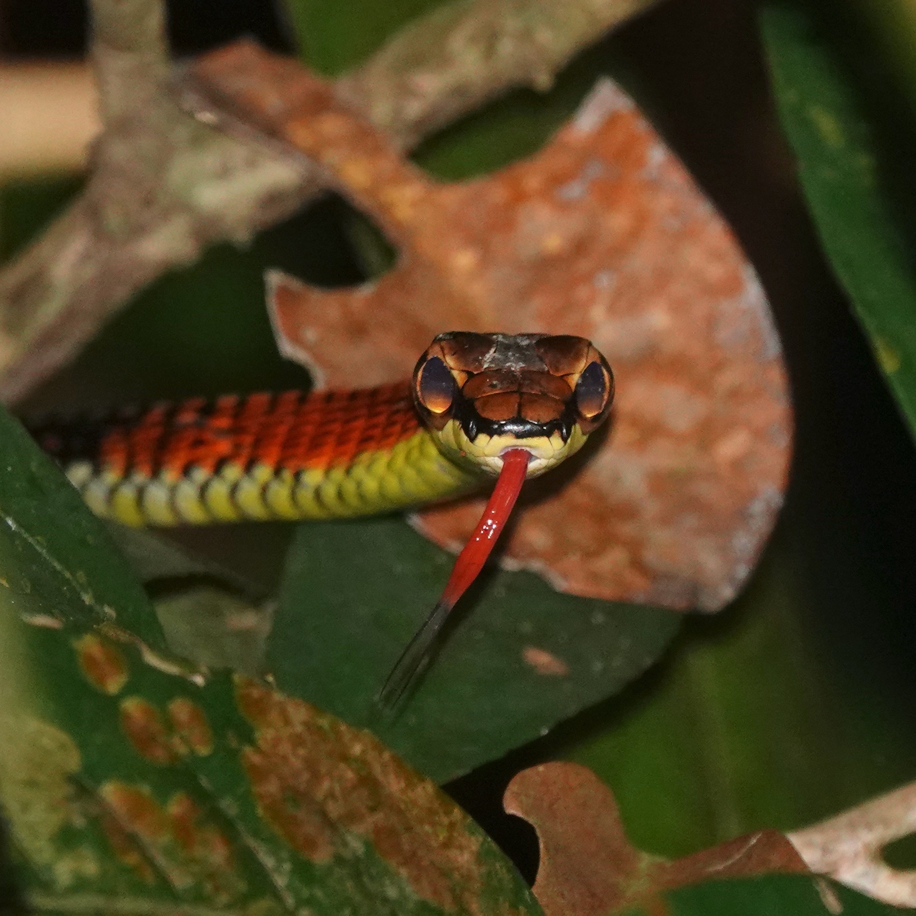 Dendrelaphis kopsteini Vogel & Van Rooijen, 2007
