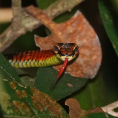 Dendrelaphis kopsteini