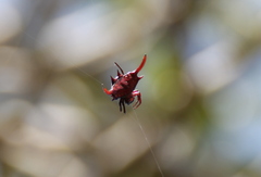 Gasteracantha falcicornis