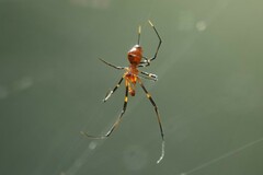 Argyrodes flavescens