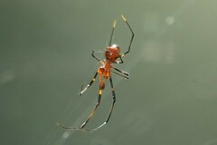 Argyrodes flavescens